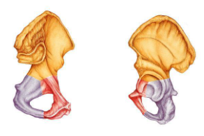 <p><span>Identify the indicated bone.</span></p>