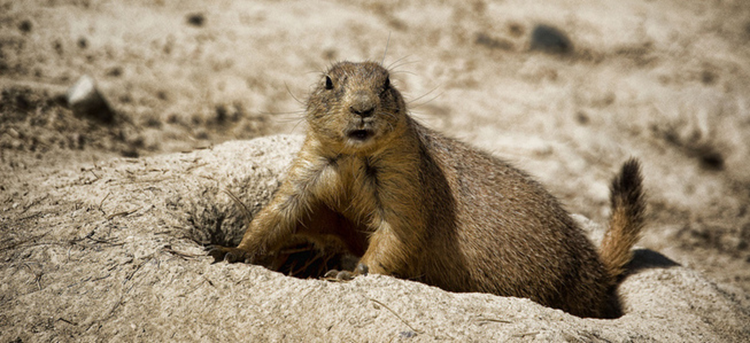 <p><span>A hole or tunnel excavated by a mammal into the ground to create a space for habitation, temporary refuge, or as a byproduct of locomotion.</span></p>