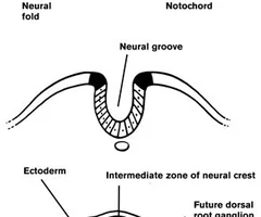 <p>formed when the neural folds eventually fuse together to form an enclosed, hollow structure, ultimately forms the brain and spinal cord</p>