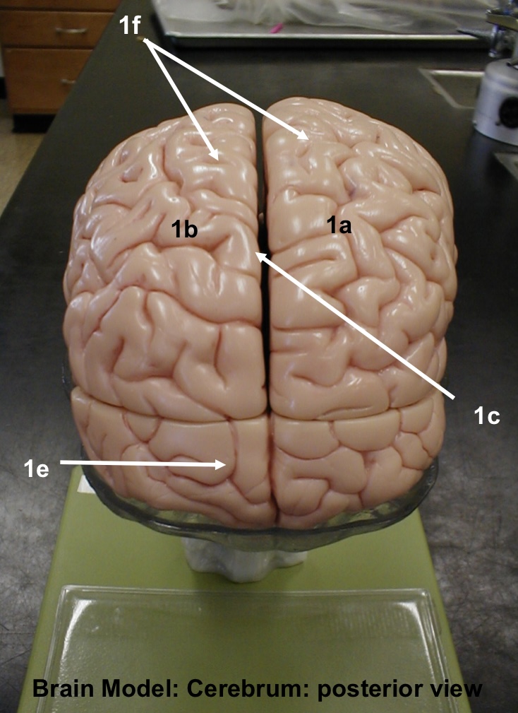 <p>1g</p>
