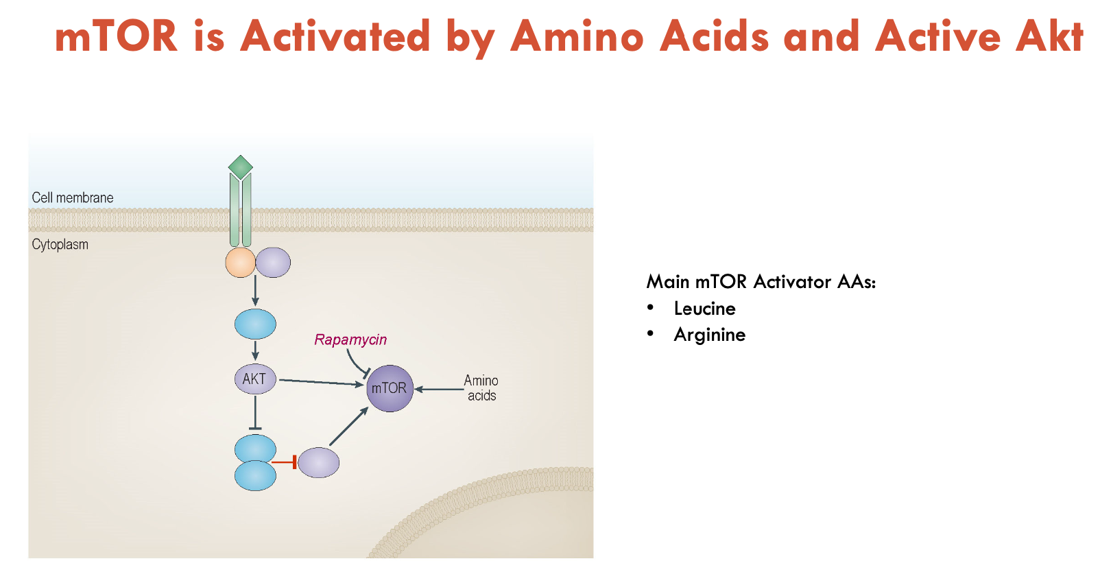 <p>mTOR is activated by sensing intracellular AAs (mainly leucine and arginine) and active AKT (kinase)</p><ul><li><p>regulates protein synthesis</p></li><li><p>is inhibited by rapamycin (drug)</p><ul><li><p>rapamycin extends life span in mice</p></li></ul></li></ul><p></p>