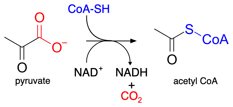 <p>CoA forms thioester bonds with organic acids (e.g., acetyl group), producing high-energy compounds like acetyl-CoA. These activated molecules are used to transfer acyl groups in metabolic pathways.</p><ul><li><p>Coenzyme A uses its thiol group to form a thioester bond with an acid, creating an acyl-CoA. This activates the acid, making it more reactive for further metabolic reactions.</p></li></ul><p></p>