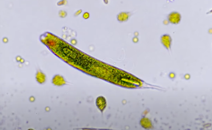 <p>What are the features of Euglenozoans? </p>