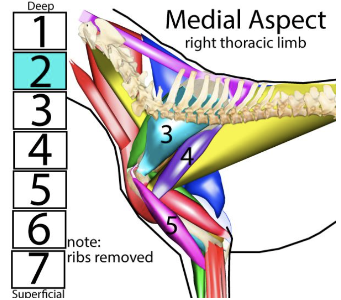 <p><span style="font-size: medium;"><span>Muscles of the r</span><u><span>ight thoracic limb</span></u><span>, </span><strong><em><span>medial </span></em></strong><span>aspect → </span><strong><span>#3</span></strong></span></p>