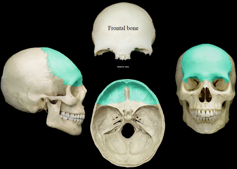 <p>the large cranial bone forming the front part of the cranium: includes the upper part of the orbits</p>