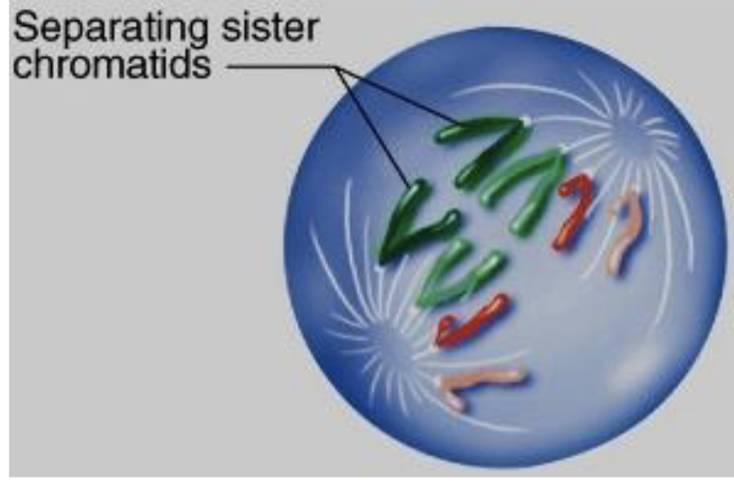 <p>which phase in mitosis?</p>