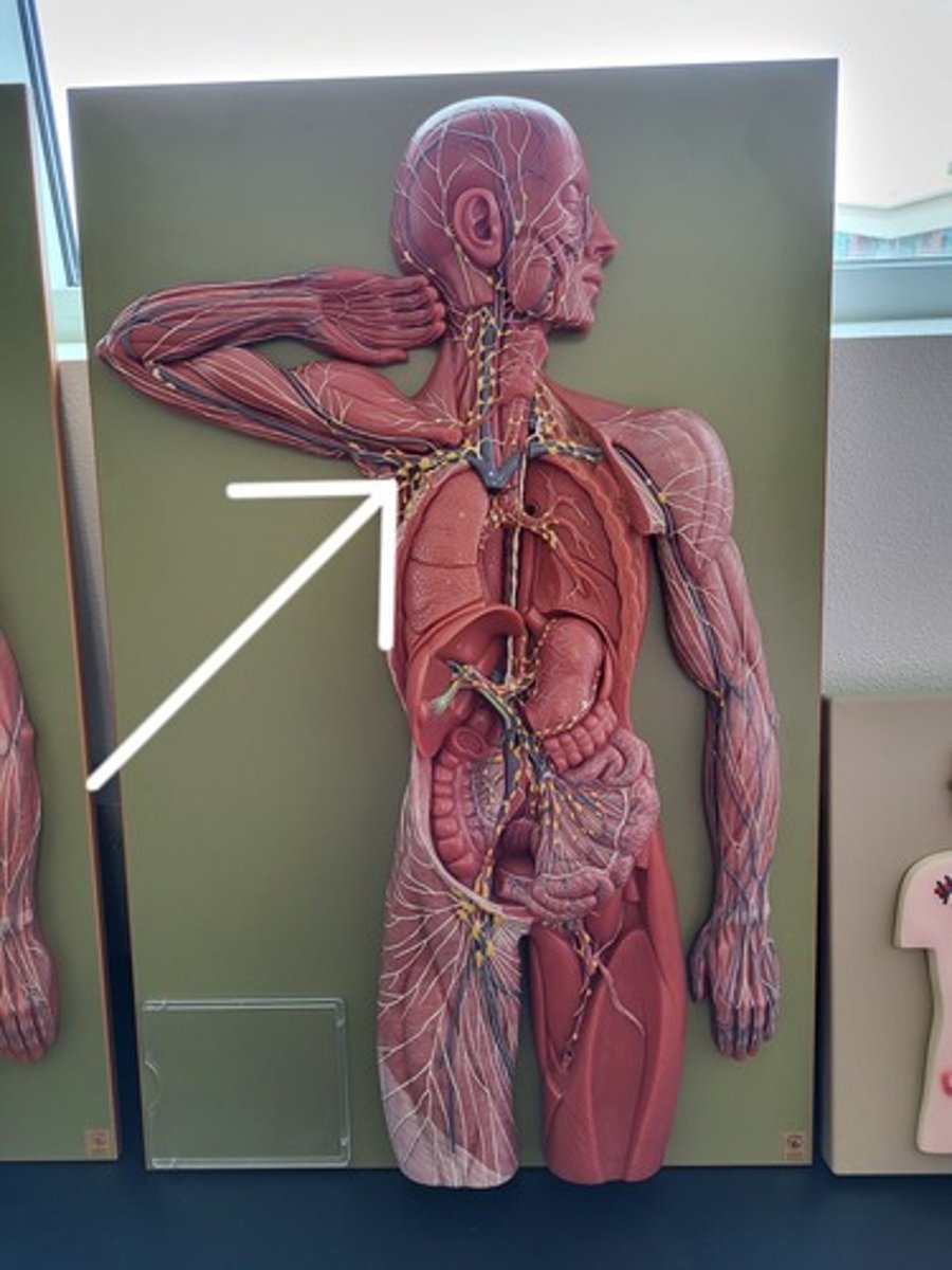 <p>Identify the Lymph Node Group</p>