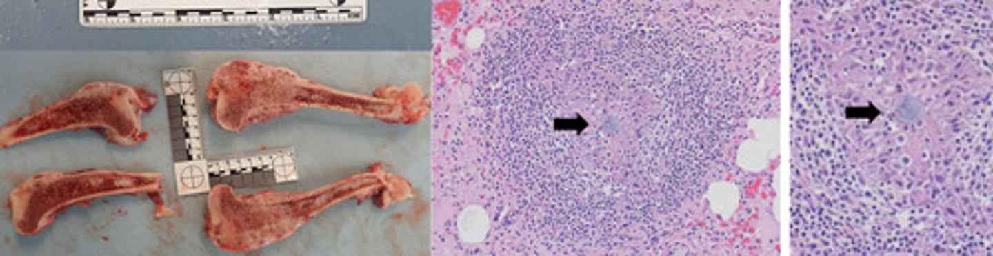 <p>Identify the pathology:</p>