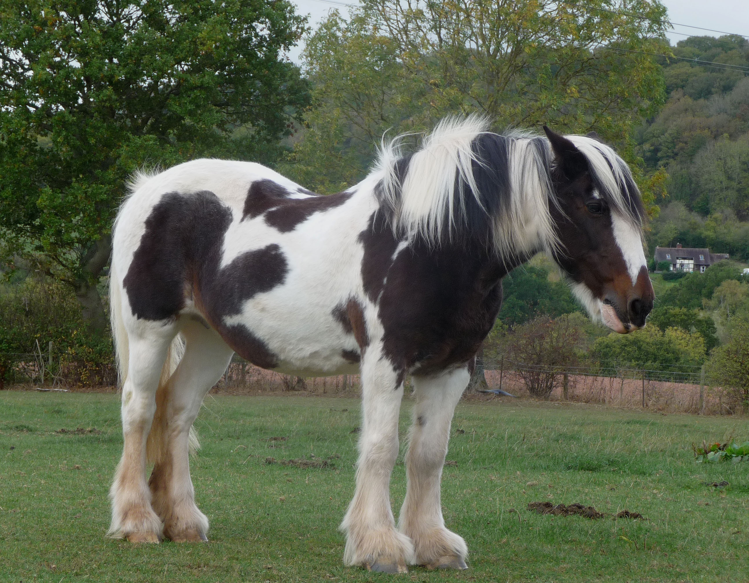 <p>American Pinto</p>