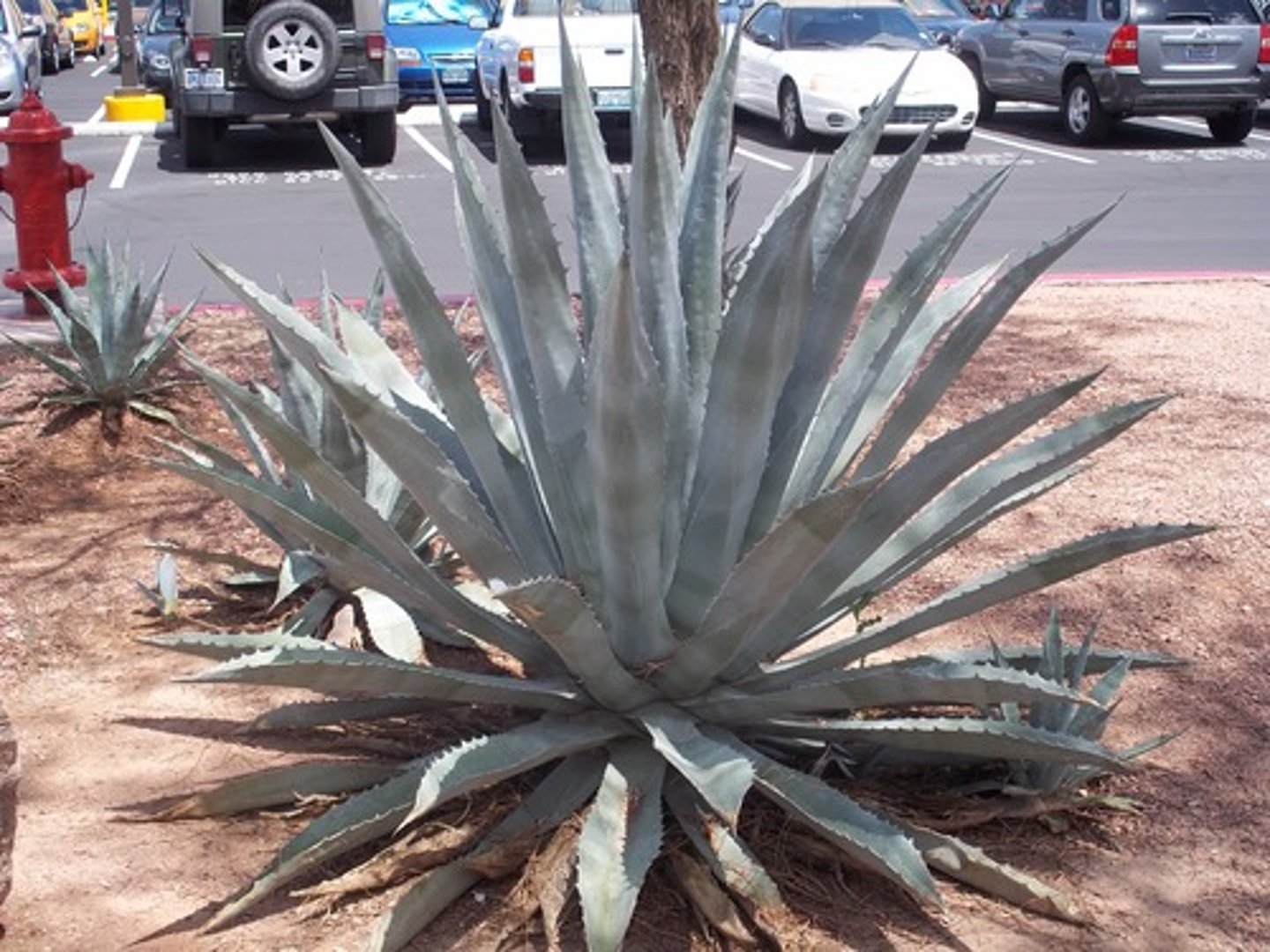 <p>Agave americana</p>