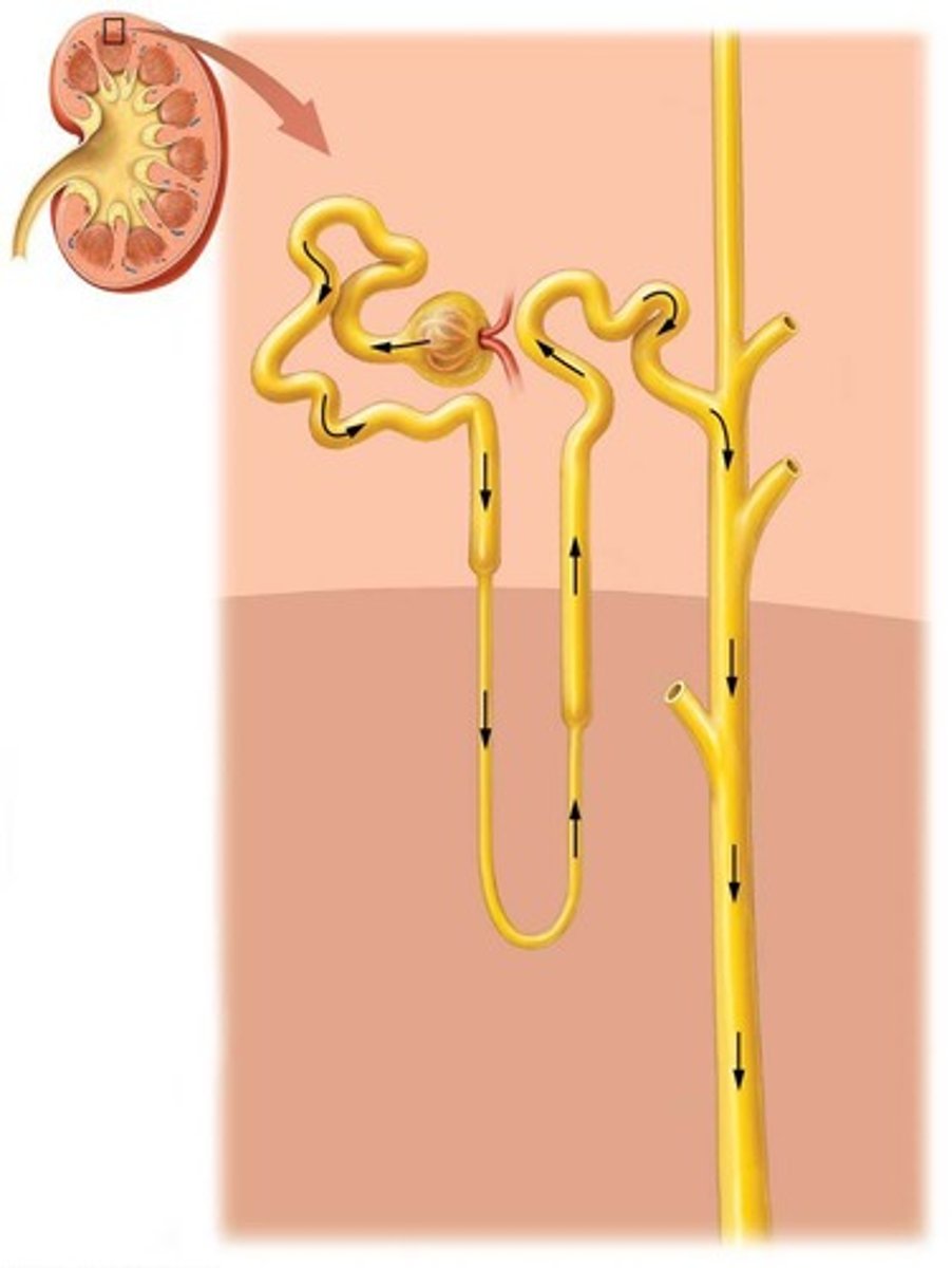 <p>Nephrons.</p>