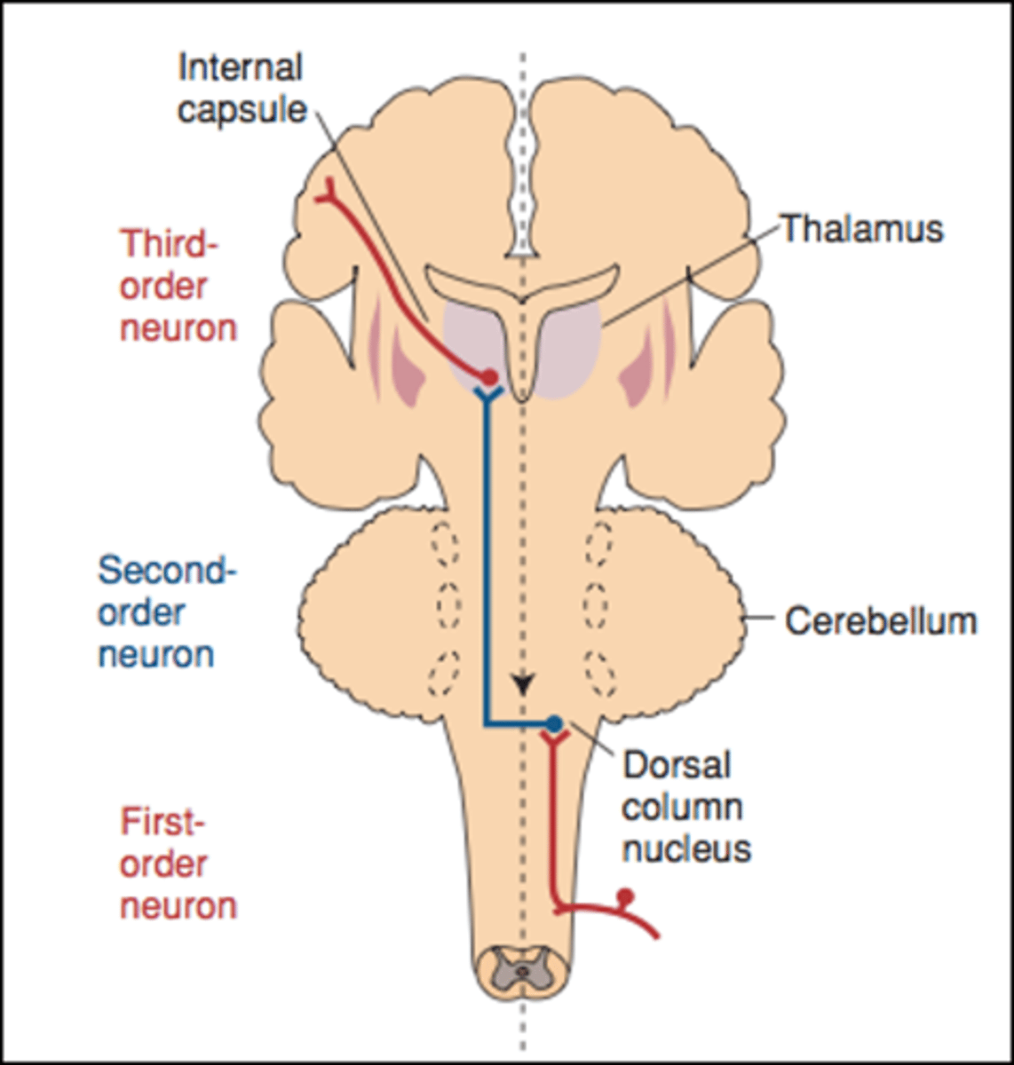 <p>first order neuron</p>