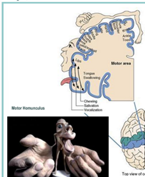 <ul><li><p>Located in frontal lobe of both hemispheres</p></li><li><p>controls the contralateral side of body</p></li><li><p>Arranged topographically (motor homunculus)</p></li></ul><p></p>