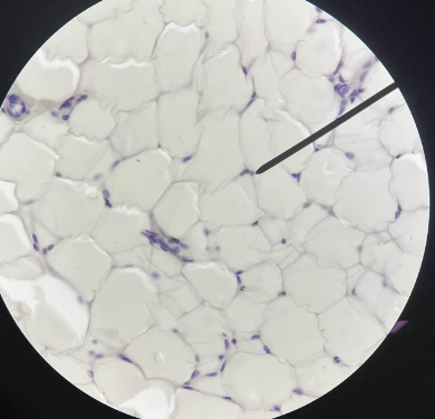 <p>Tissue locations</p>