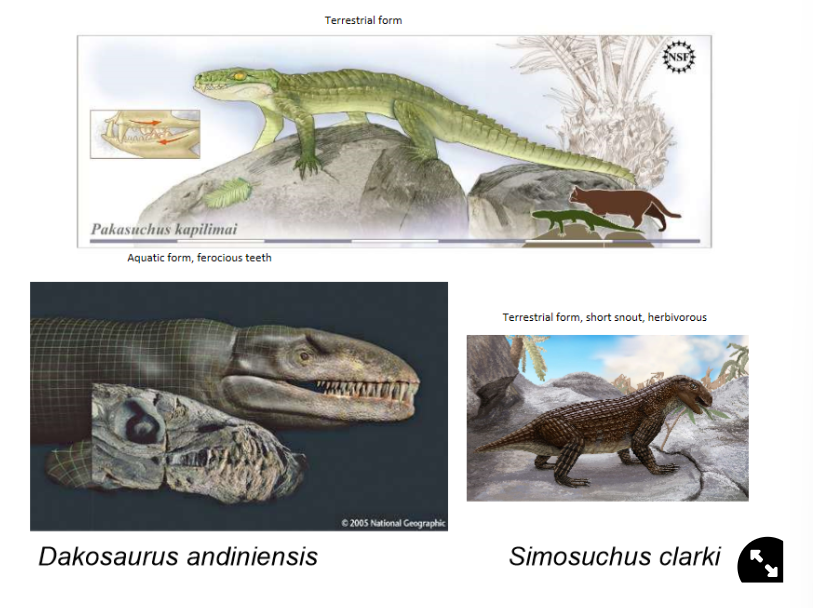 <ol><li><p><strong>Alligators</strong></p></li><li><p><strong>Gharials</strong></p></li><li><p><strong>Crocodiles</strong></p></li></ol><ul><li><p>There are 26 living species but there used to be a lot more, e.g.:</p></li></ul>