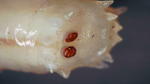 From this photo, state the stage of development this blowfly is in?