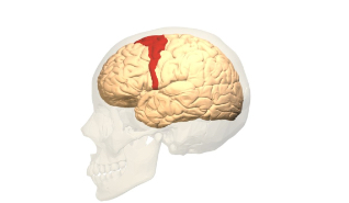 <p>Motor cortex </p>