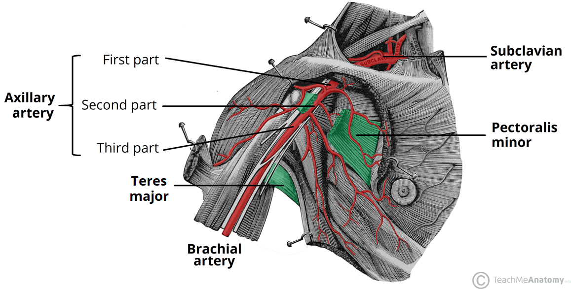 <p>a major blood vessel that supplies the upper extremity; a continuation of the subclavian artery and runs through the axilla before becoming the brachial artery; extends from the lateral border of the first rib to the inferior border of the teres major muscle; supplies blood to muscles, skin, and other tissues of the upper extremity</p>