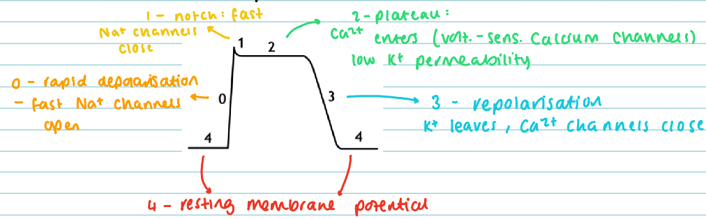 <p>The cause of contraction is the entering of Ca2+ ions into the cell (in phase 2). This causes calcium-induced calcium release: calcium stored in the sarcoplasmic reticulum is released into the cytosol. Calcium combines to form troponin C, which causes tropomyosin to move away from the myosin binding site and muscle contraction can occur.</p>