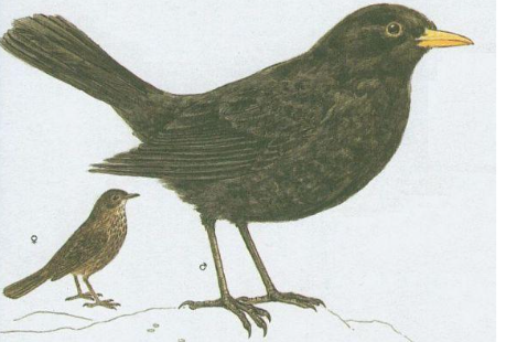 term image