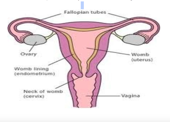 <p>study the diagram</p>