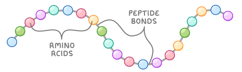 <p>Primary structure is a sequence of amino acids in a chain, held together by peptide bonds.</p>