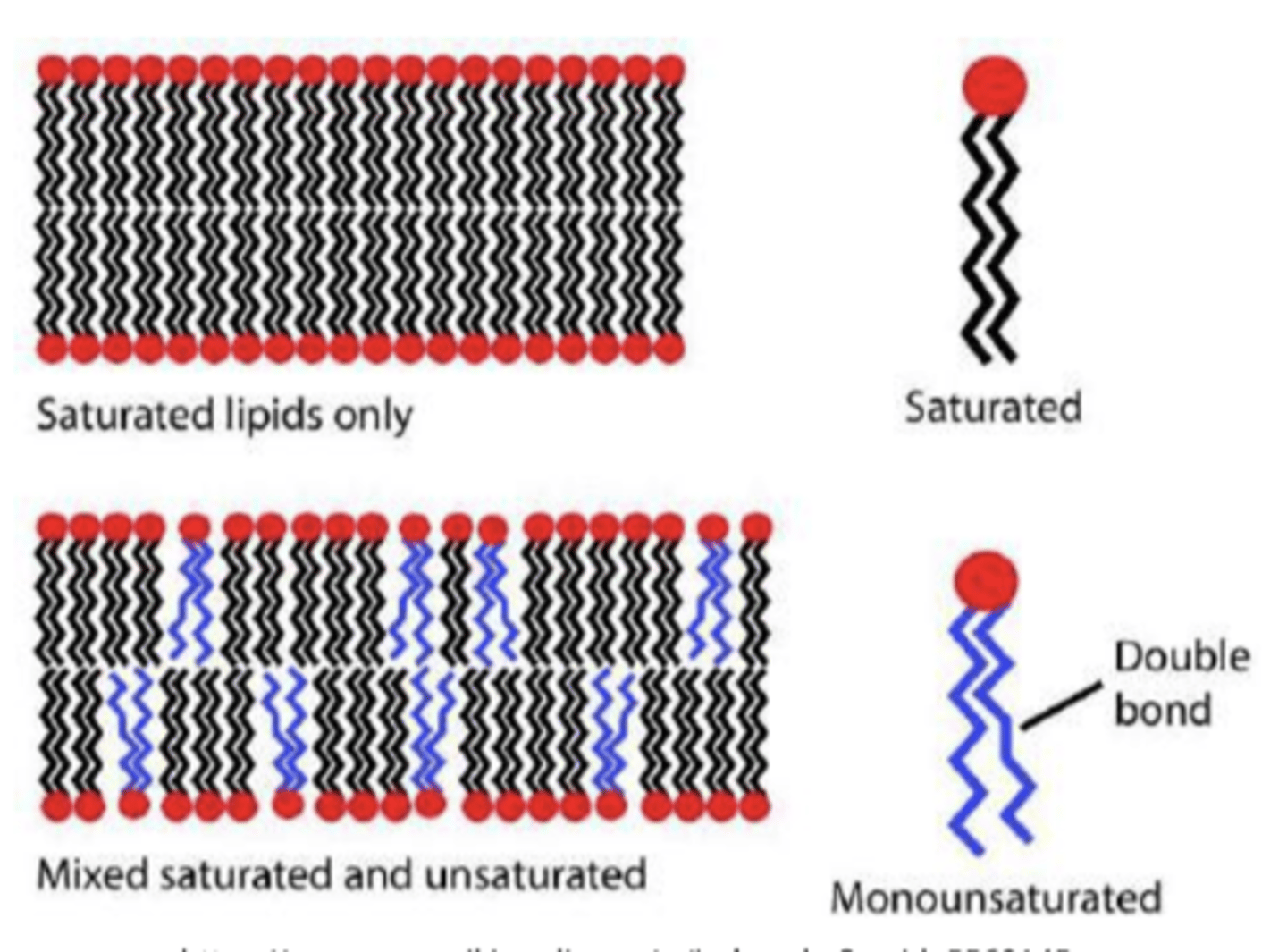 <p>have no double bonds and as a result pack tightly (solid at room temperature)</p>