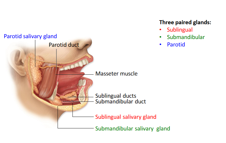 <p>The three paired salivary glands are the parotid, submandibular, and sublingual glands. </p>
