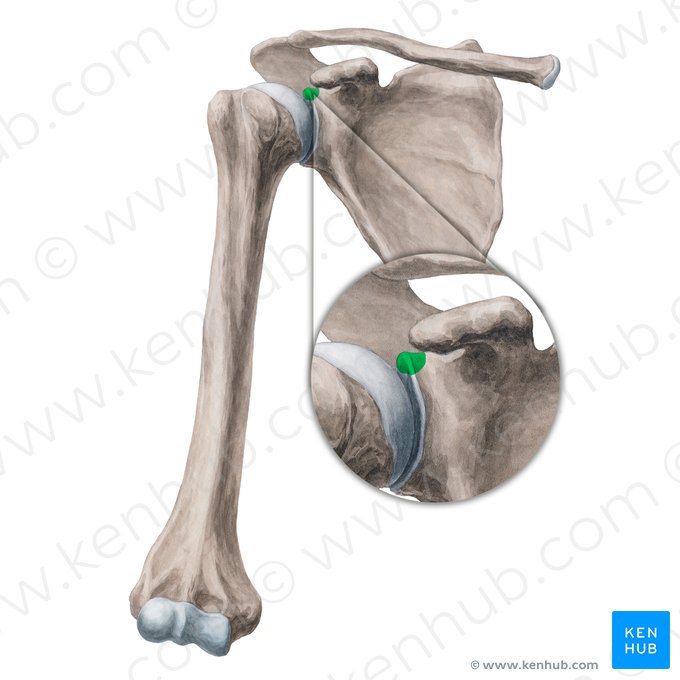<p>Höckerchen oberhalb des Glenoids</p><ul><li><p>Ursprung für M. biceps brachii</p></li></ul><p></p>