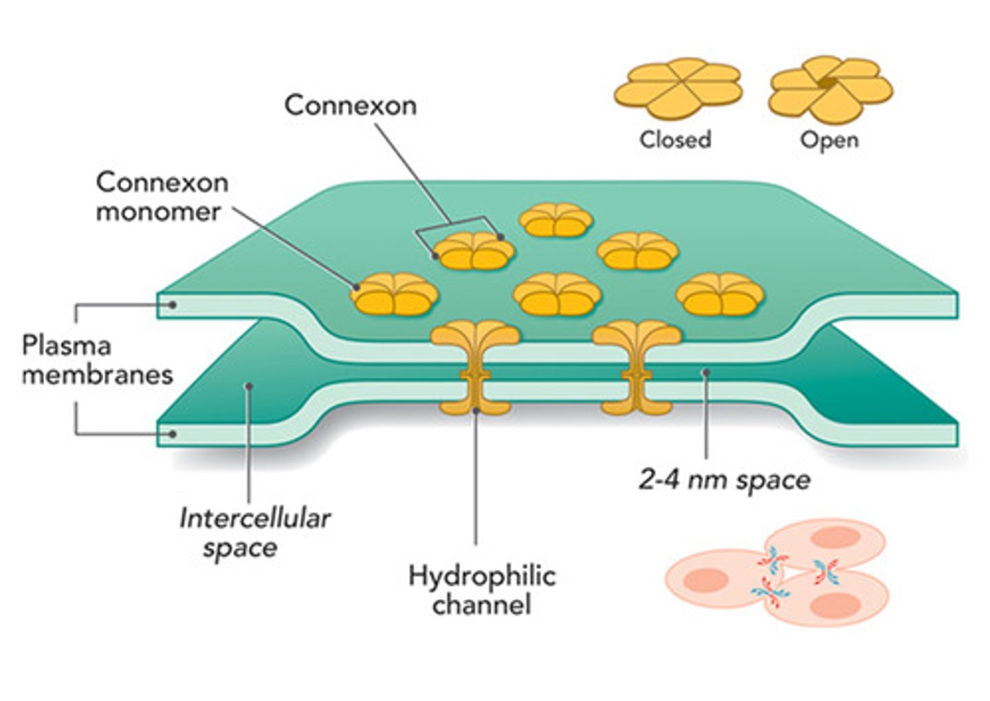 <p>(B) I and II only</p><p>The Paracellular route is related to Tight Junctions. Each of the following statements are true about Gap Junctions:</p><p>I. Gap Junctions can also be called Connexons.</p><p>II. The pores of Gap Junctions are formed by pores in interacting Connexin molecules.</p>