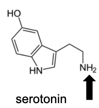 <p>Name Enzyme&nbsp;</p>