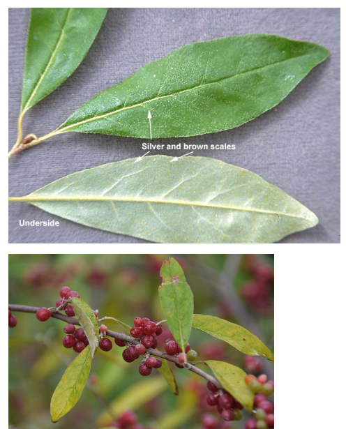 <p>Elaeagnaceae </p><p>Elaeagnus umbellata </p>
