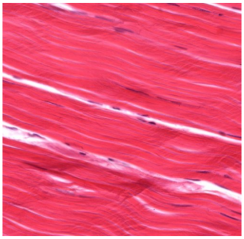 <p>Identify the tissue</p>