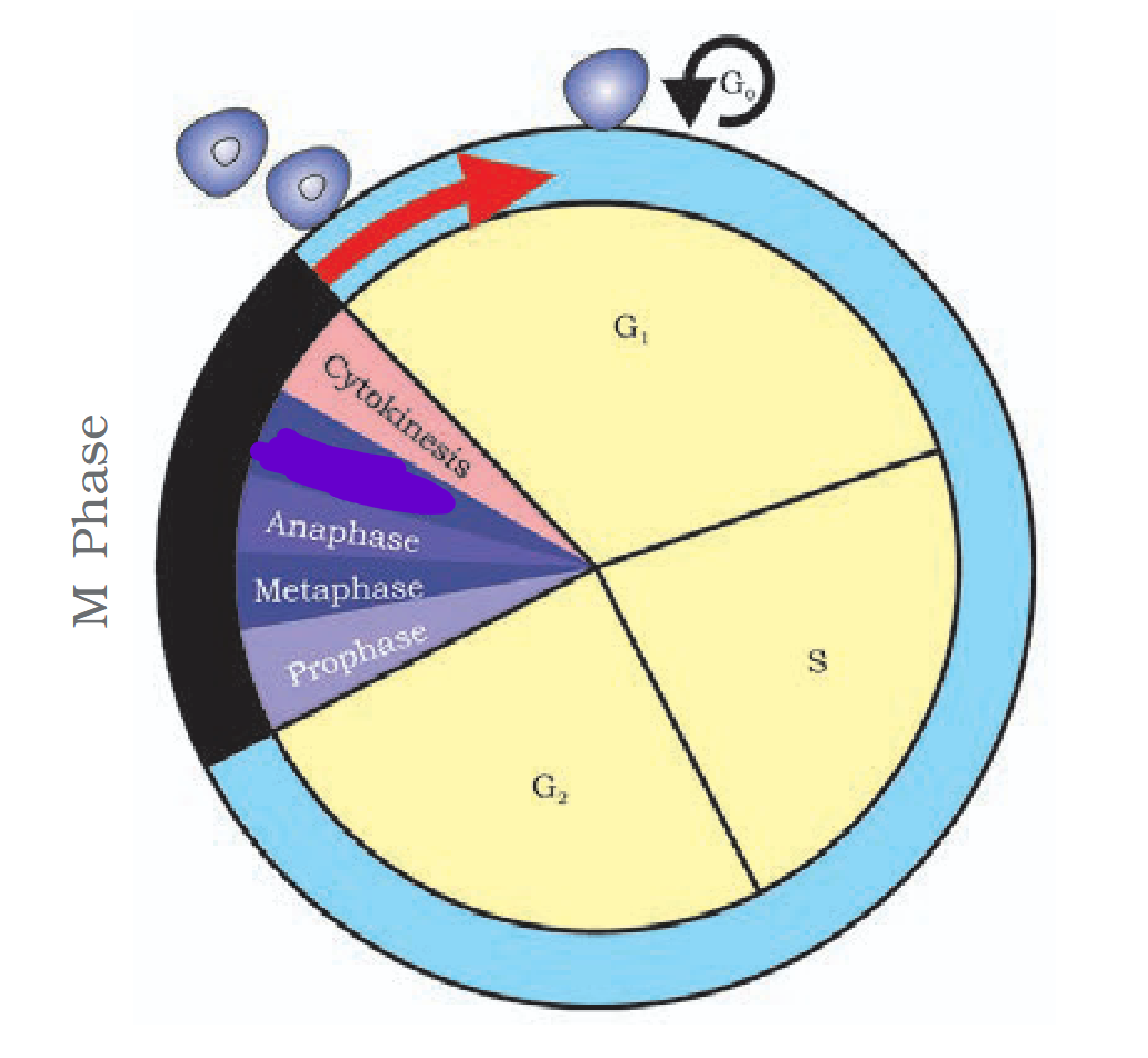 <p>What is the censored part termed?</p>