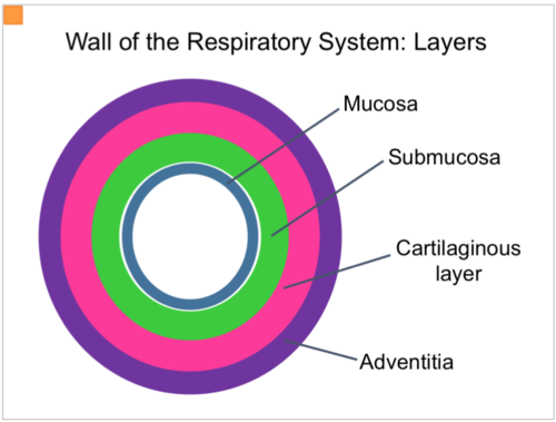 <p>mucosa - epithelium and supporting lamina </p><p>submucosa</p><p>cartilage and/or muscle (Trachea)</p><p>adventitia</p>