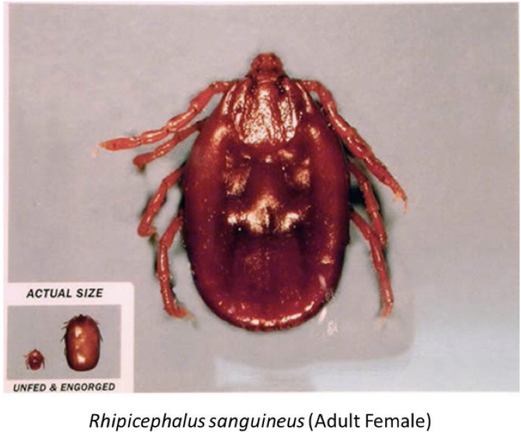 <ul><li><p>Brown Dog tick</p></li></ul><p>INTERMEDIATE HOST FOR BABESIA CANIS</p><ul><li><p>feeds exclusively on the dog</p></li></ul><p></p>