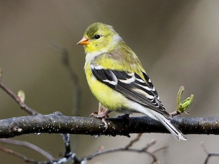 <p>American Goldfinch</p>