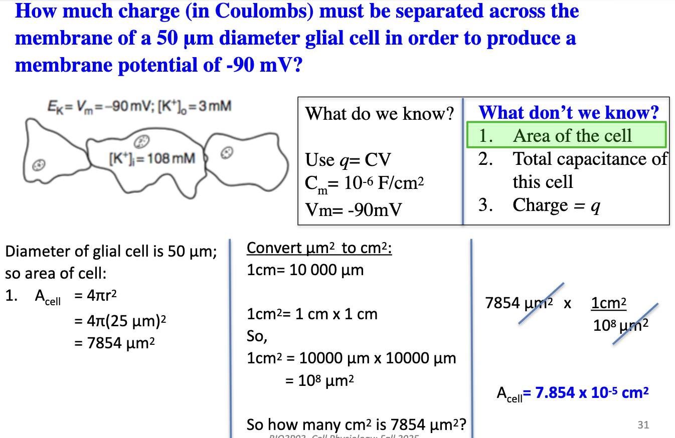 <p>Membrane potential = Equilibrium potential</p><ol><li><p><u>What do we know? </u></p><ul><li><p>Use <span style="color: red;"><strong>q</strong></span><strong> = CV</strong> to solve for charge (in Coloumbs)</p></li><li><p>C<sub>m</sub> = 10⁻⁶ F/cm²</p></li><li><p>V<sub>m</sub>=-90mV</p></li></ul></li></ol><ol start="2"><li><p><u>What we don’t know?</u></p><ul><li><p>Area of the cell</p></li><li><p>Total capacitance of this cell</p></li><li><p>Charge = q</p></li></ul></li></ol><ol start="3"><li><p><u>Area of cell:</u> A<sub>cell </sub>= 4πr² = 4π(25 μm)² = 7854 μm²</p><ul><li><p>Convert: 7854 μm² ÷ 10⁸ = 7.854 × 10⁻⁵ cm²</p></li></ul></li></ol><p></p>