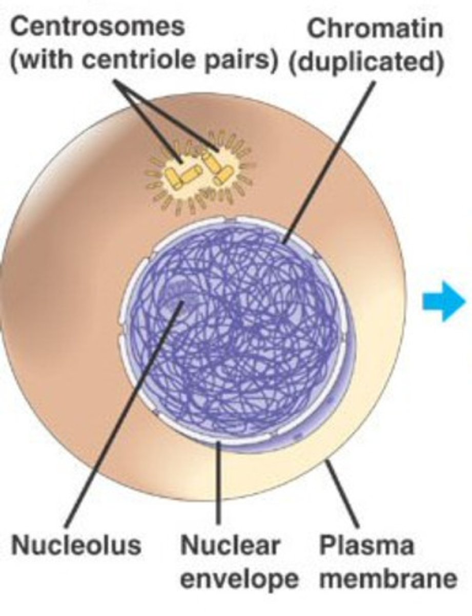 <p>What part of the cell cycle is this?</p>