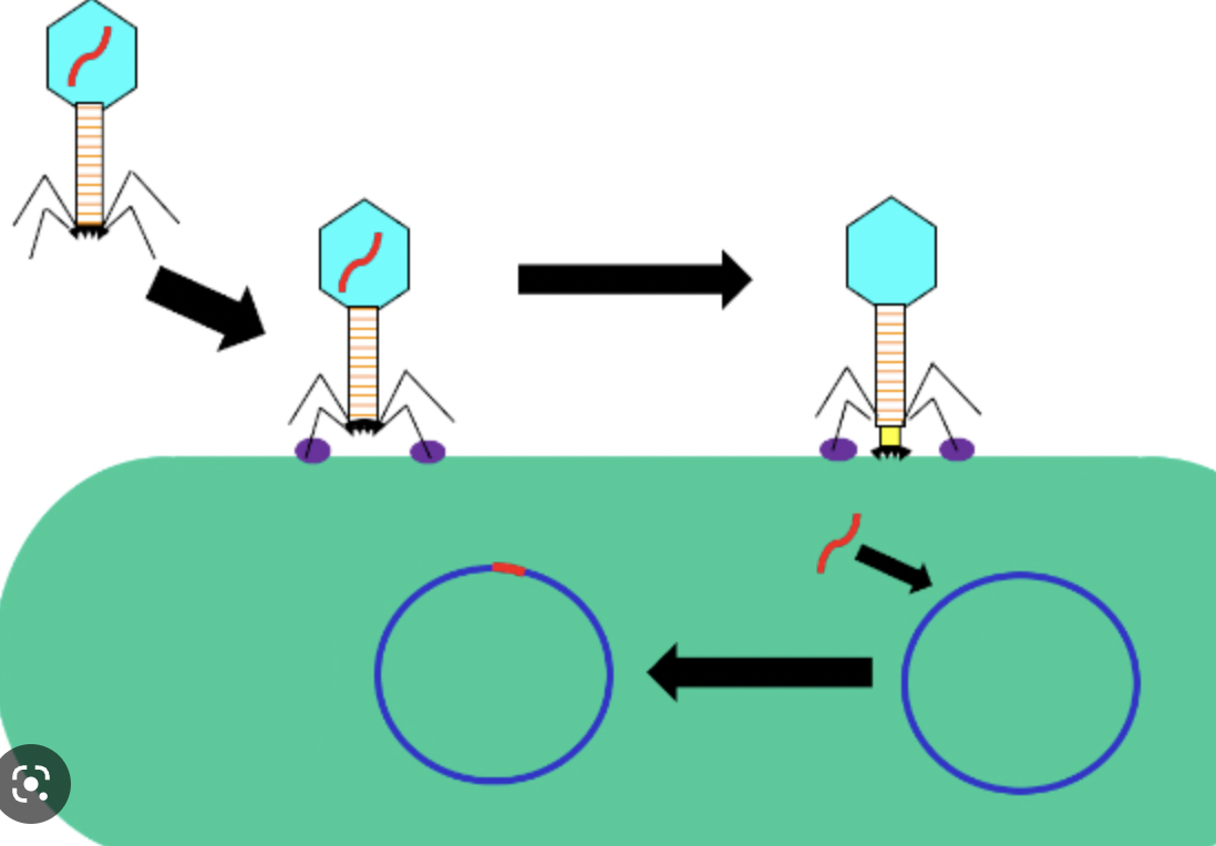 <p>transduction occurs when a bacteriophage like T2 and T4 attach to the bacteria via a specific receptor, then there is perforation of the cell wall by the phage and injection of DNA into the bacteria.</p>