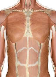 <p>Chest(Body part)</p><p><span>I have a big chest because I work out.</span></p>