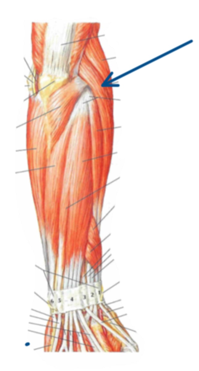 <p>Identify the action of the structure indicated by the arrow</p>