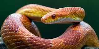 <p>snake</p>