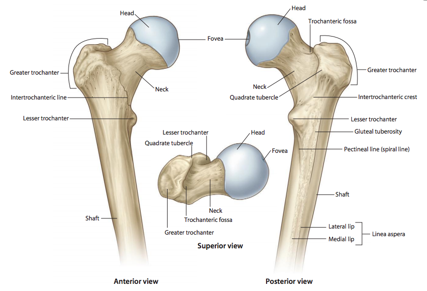 <p>Greater trochanter</p>
