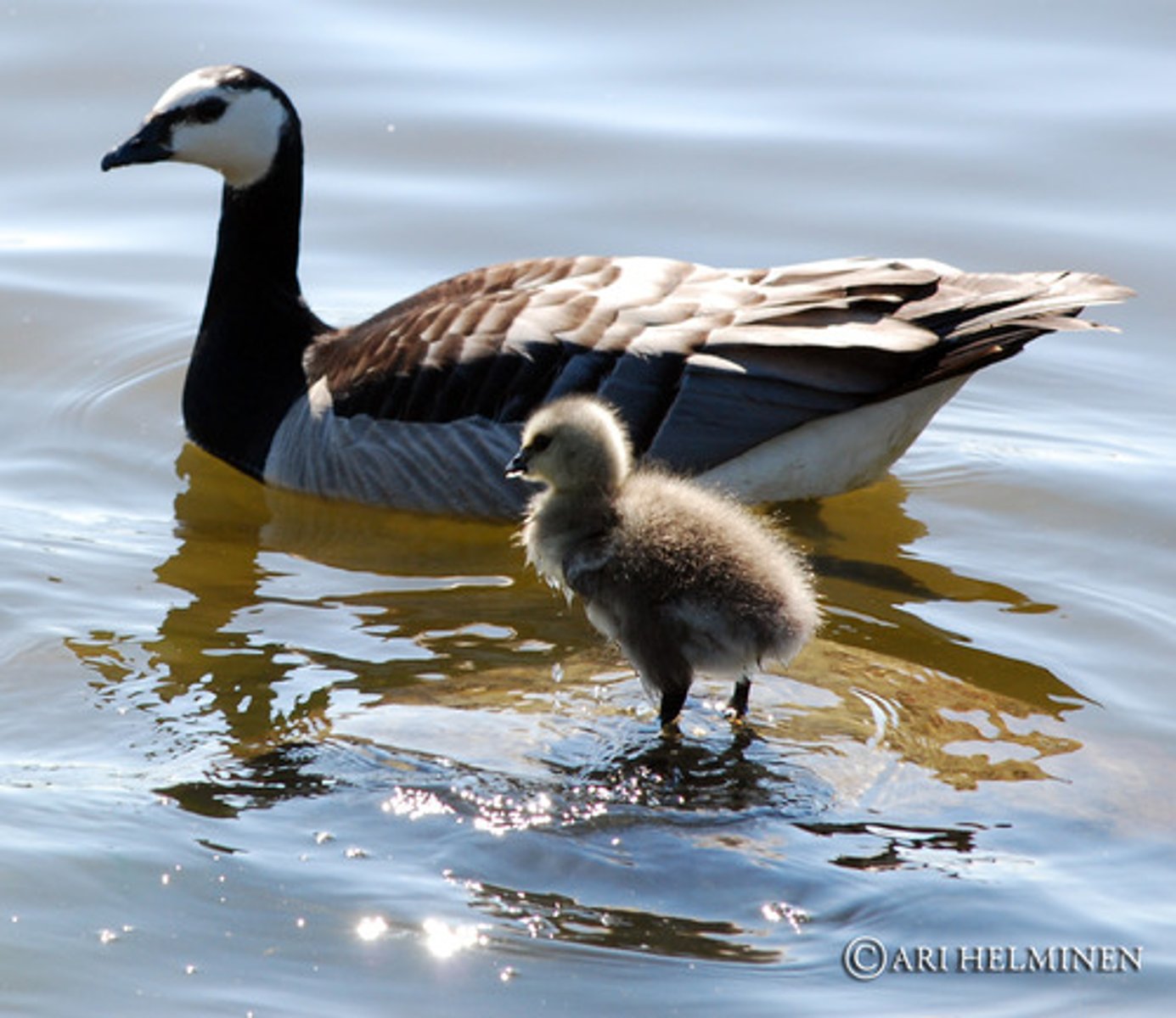 <p>Product of reproduction, a new organism produced by one or more parents</p>