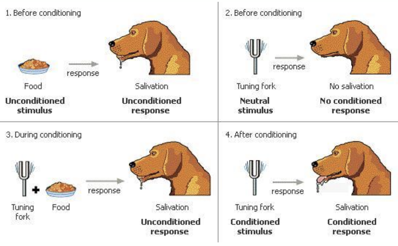 <ul><li><p>Involuntary learning </p></li><li><p>Physiological stimulus is paired with a neutral stimulus</p></li><li><p>Neutral stimulus becomes conditioned stimulus and creates a conditioned response</p></li></ul><p></p>