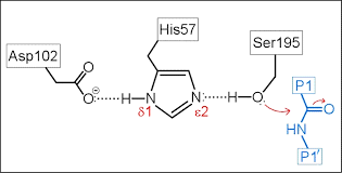 <p>A specific set of 3 residues (Asp 102, His 57, SER 195 in chymotrypsin) that function together to enhance the reactivity of a nucleophile</p>