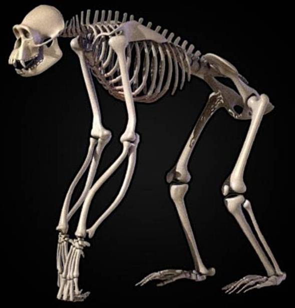 <p><span>this is a very special category restricted to knuckle-walking African apes. Like all suspensory-adapted hominoids, the gorilla and chimp have arms longer than torsos&nbsp;but relative limb lengths are variable&nbsp;and range from&nbsp;suspensory to quadrupedal; always check upper limb features for evidence of suspensory adaptations (<em>e.g.,</em>&nbsp;spherical humeral head, short olecranon process)!!!&nbsp;&nbsp;</span></p>