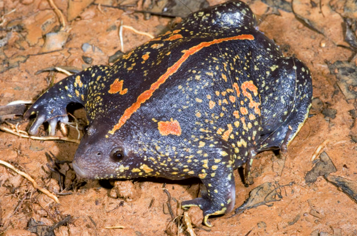 <p></p><p></p><p><strong><u>Distribution:</u></strong></p><ul><li><p>Southern Texas to Costa Rica</p></li></ul><p><br><strong><u>Traits:</u></strong></p><ul><li><p>Egg shapes body</p></li><li><p>short limbs</p></li><li><p>spade-like feet</p></li><li><p>explosive breeder</p></li></ul><p></p><p><strong><u>Larval Type:</u></strong></p><p>I</p><p></p>