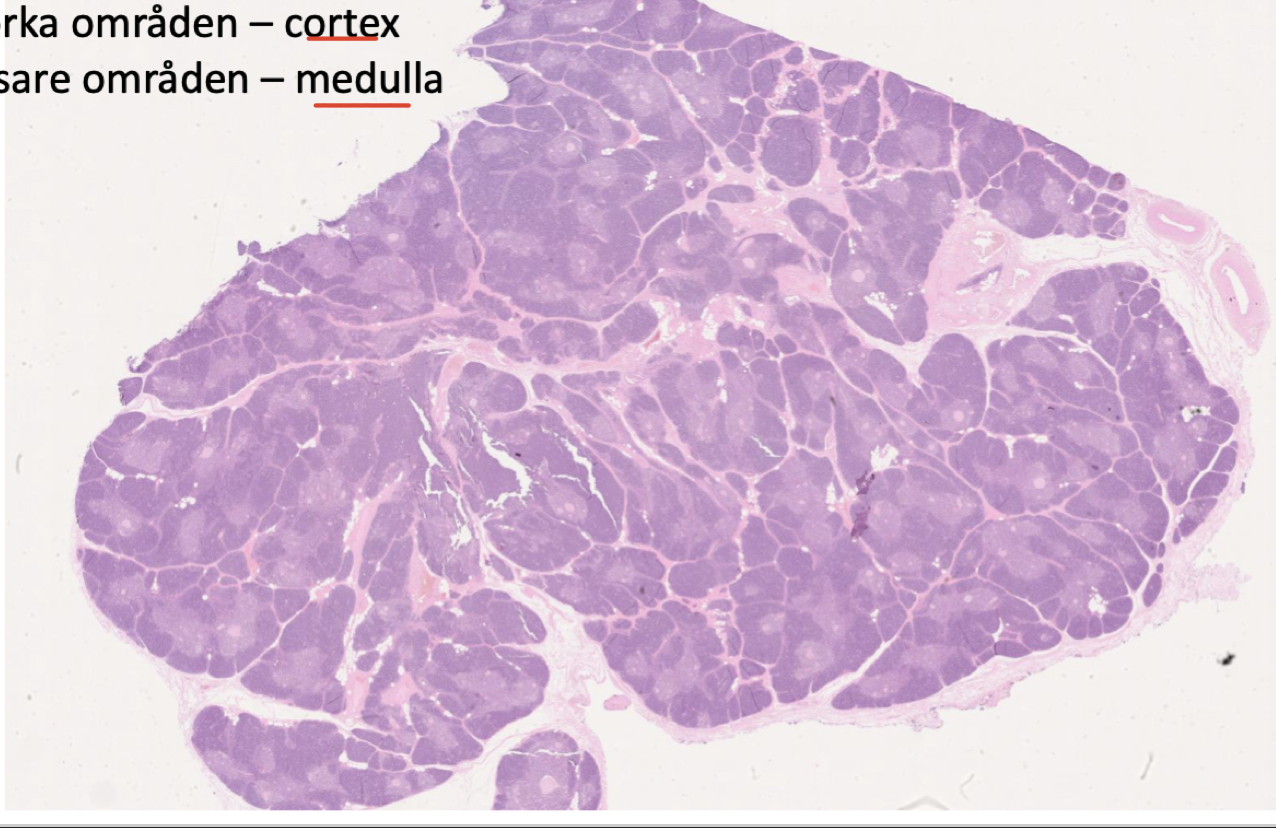 <p><strong>Cortex</strong>: Mörkare område, mest tymocyter. </p><p><strong>Medulla</strong>: Ljusare område, lymfocyter men även makrofager och dendritceller. </p><p>När man blir äldre byts mycket av parenkymet ut mot fett. </p>